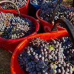 Ca' Barroni - Vineyard Escape * سوندريو